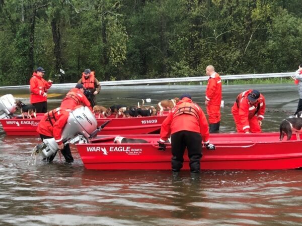 Photo: Two Shallow-water response boats load up with rescued pets.