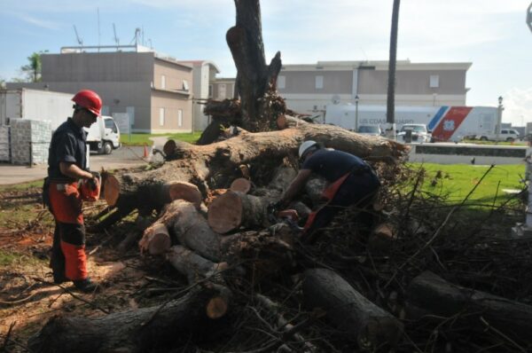 Photo: Workers cut up felled tree.