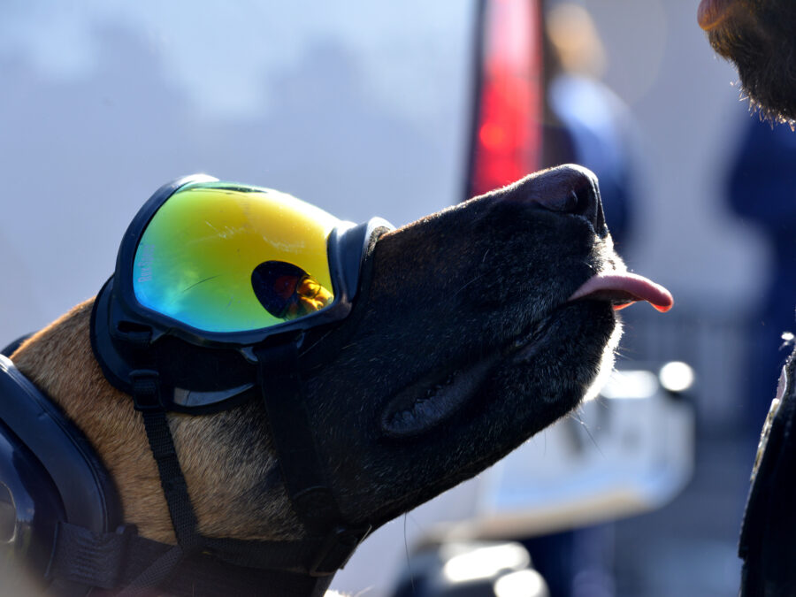 Photo: Canine Partner Ricky wears protective goggles and sticks out his tongue.