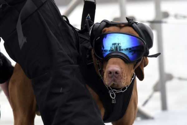 Photo: Canine Partner wears protective goggles.