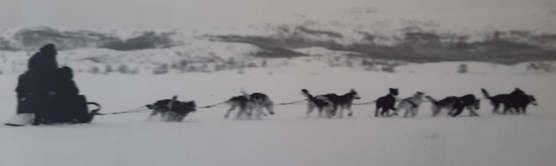 Photo: Dog sled