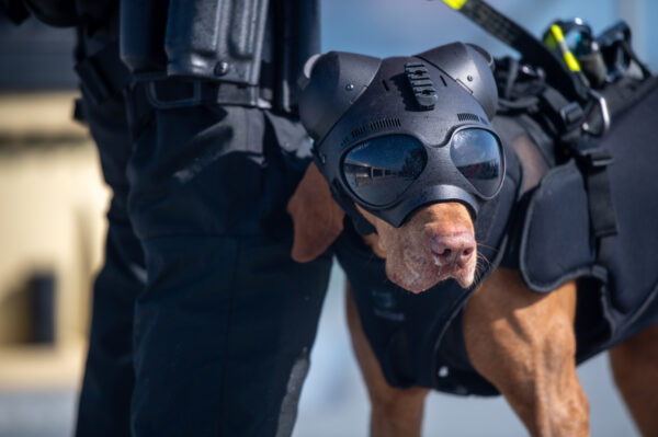 Photo: CEDT canine in protective headgear, goggles, and body armor.